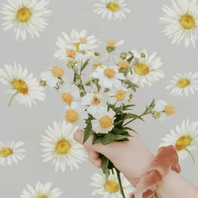 Classic Daisy Wall Decals